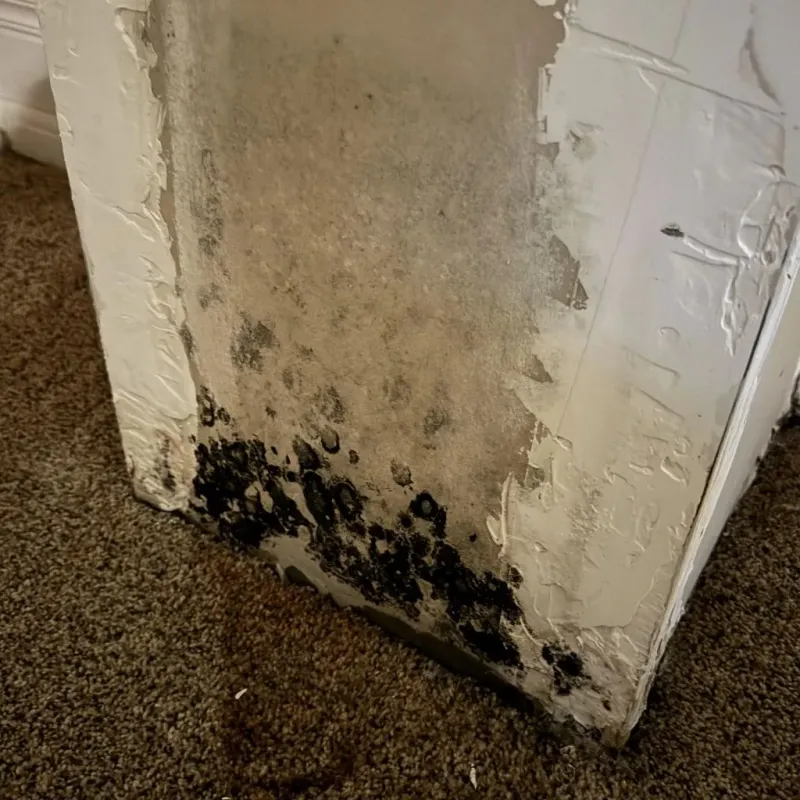 Professional Mold Removal in Grimsley, TN